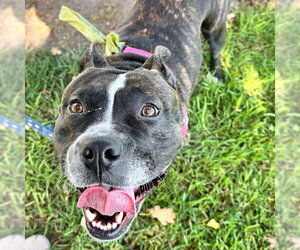 Mutt Dogs for adoption in Alameda, CA, USA