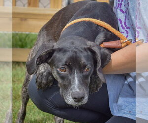 Julez - Female Coonhound-Unknown Mix Dog for Adoption - Photo #3