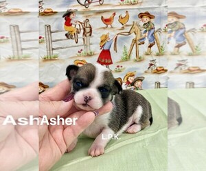 Chihuahua Puppy for sale in WINNSBORO, LA, USA