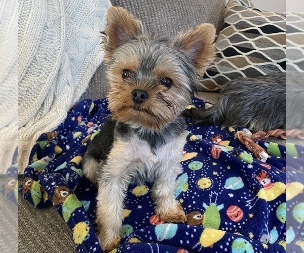 Medium Photo #1 Yorkshire Terrier Puppy For Sale in BONNEY LAKE, WA, USA