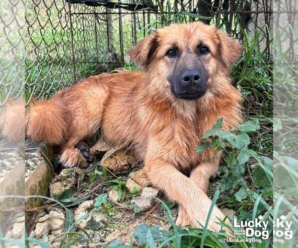 Medium Photo #2 Golden Retriever-Unknown Mix Puppy For Sale in Washington, DC, USA
