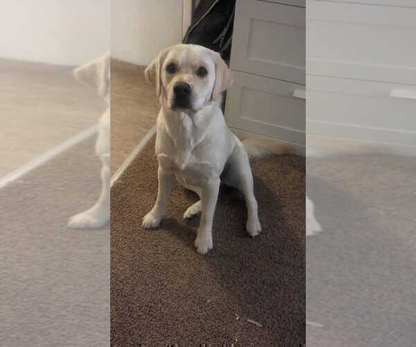 Medium Photo #11 English Cream Golden Retriever-Labrador Retriever Mix Puppy For Sale in FORT COLLINS, CO, USA