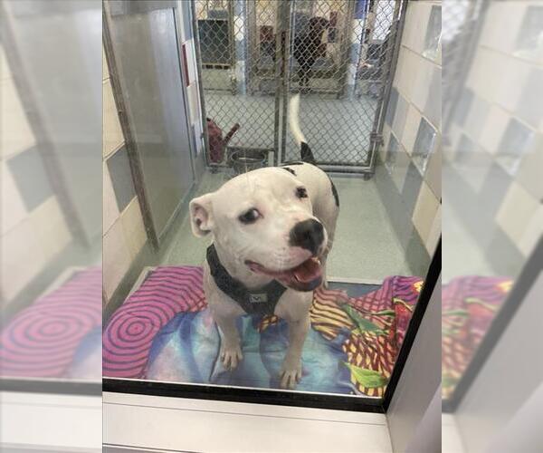 Medium Photo #1 American Pit Bull Terrier-Unknown Mix Puppy For Sale in Plano, TX, USA