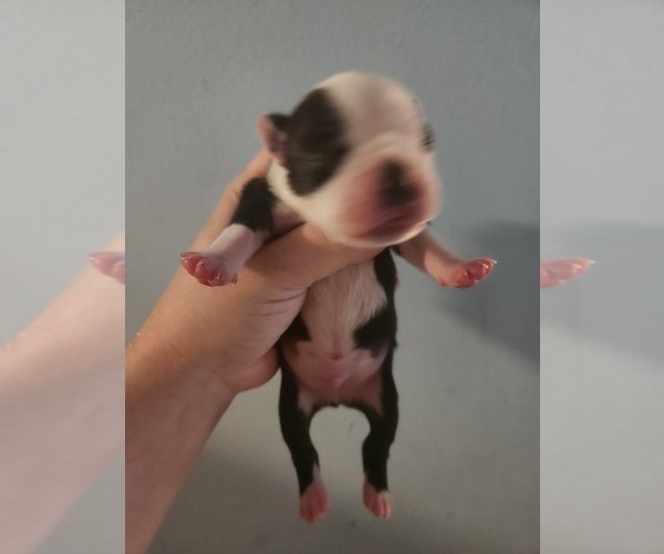 Medium Photo #1 Boston Terrier Puppy For Sale in MORRIS, AL, USA