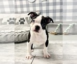 Small Photo #4 Boston Terrier Puppy For Sale in MARIETTA, GA, USA