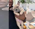Small Photo #11 French Bulldog Puppy For Sale in SMYRNA, GA, USA