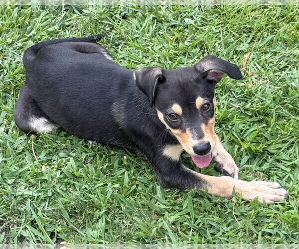 Medium Photo #5 Mutt Puppy For Sale in Corona, CA, USA