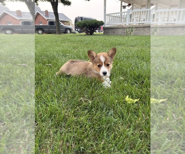 Medium Photo #1 Pembroke Welsh Corgi Puppy For Sale in MILFORD, IN, USA