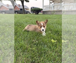 Medium Pembroke Welsh Corgi