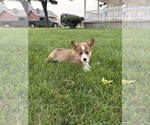 Puppy Reggie Pembroke Welsh Corgi
