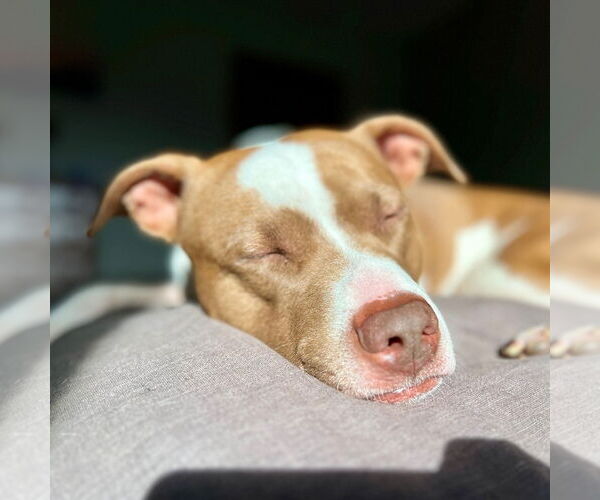 Medium Photo #13 American Pit Bull Terrier-Unknown Mix Puppy For Sale in Fargo, ND, USA
