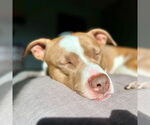 Small #12 American Pit Bull Terrier Mix