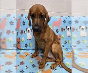 Labrador Retriever-Unknown Mix Dogs for adoption in Grovetown, GA, USA