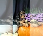 Small Photo #4 Aussiedoodle Miniature -Poodle (Miniature) Mix Puppy For Sale in OTTAWA, OH, USA