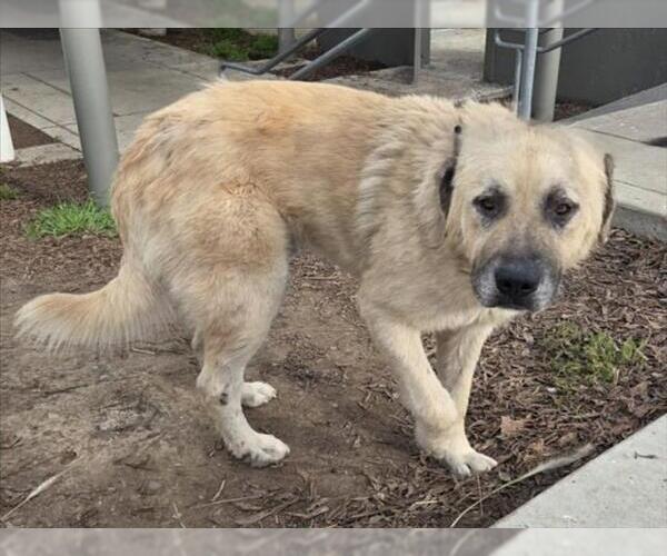 Medium Photo #1 Anatolian Shepherd-Unknown Mix Puppy For Sale in Martinez, CA, USA