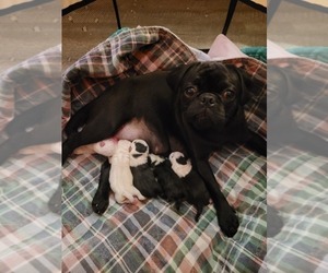 Mother of the Pug puppies born on 01/23/2023