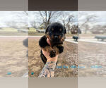 Puppy Dark Blue Rottweiler