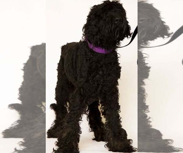 Medium Photo #5 Labradoodle Puppy For Sale in Brooklyn Center, MN, USA