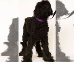 Small #4 Labradoodle