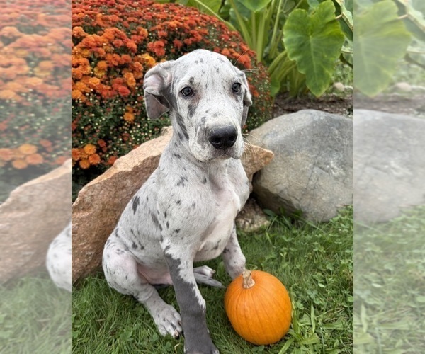 Medium Photo #2 Great Dane Puppy For Sale in MIDDLEBURY, IN, USA