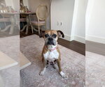 Small #7 Boxer