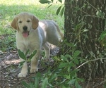 Small #6 English Cream Golden Retriever