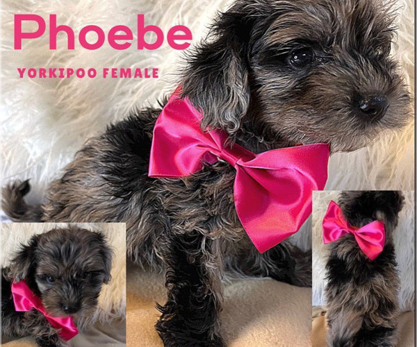 Medium Photo #1 YorkiePoo Puppy For Sale in TRAFALGAR, IN, USA