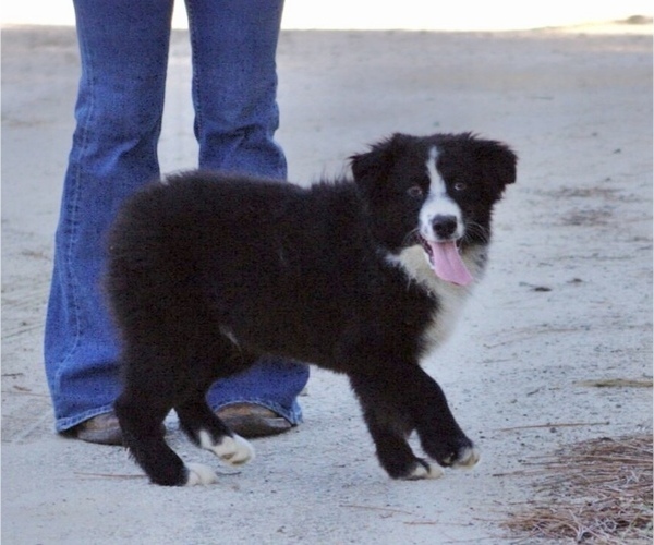 Medium Photo #2 Australian Shepherd Puppy For Sale in ACTON, CA, USA