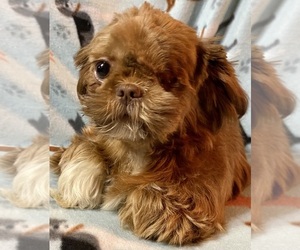 Shih Tzu Puppy for sale in PIEDMONT, OH, USA