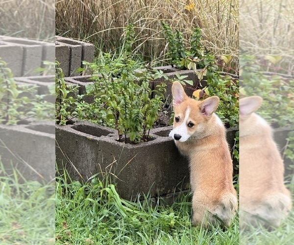 Medium Photo #12 Pembroke Welsh Corgi Puppy For Sale in PHILOMATH, OR, USA