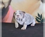 Small #16 English Bulldog