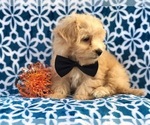 Small #11 Maltipoo