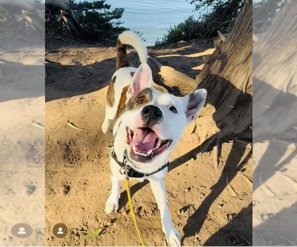 Medium Photo #3 American Pit Bull Terrier Puppy For Sale in Santa Barbara, CA, USA