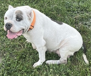 Mother of the American Bully puppies born on 08/25/2025