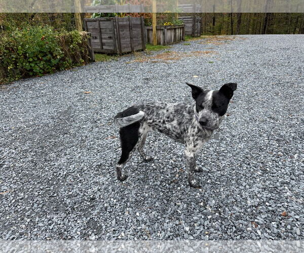Medium Photo #4 Mutt Puppy For Sale in Garden City, NY, USA