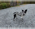 Small #3 Mutt