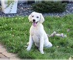 Small Photo #6 Golden Retriever Puppy For Sale in SYRACUSE, IN, USA
