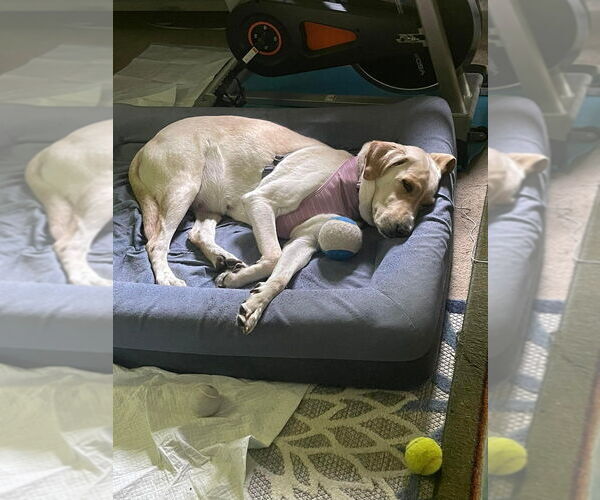 Medium Photo #1 Labrador Retriever-Unknown Mix Puppy For Sale in New York, NY, USA