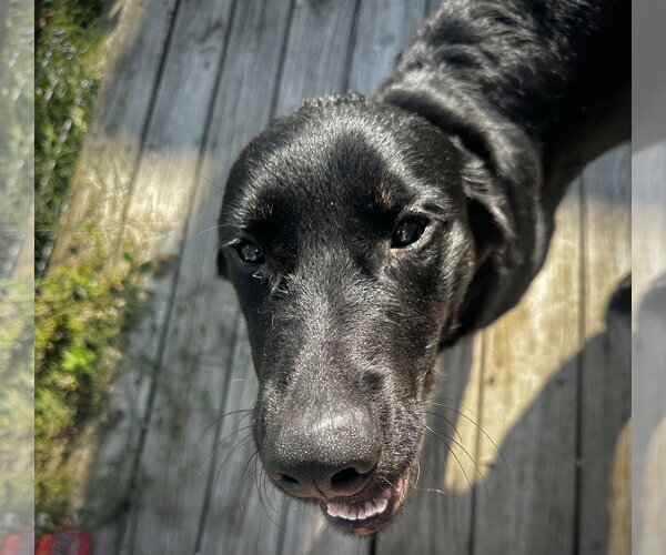 Medium Photo #3 Mutt Puppy For Sale in Germantown, OH, USA