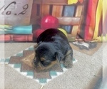 Small #10 Yorkshire Terrier