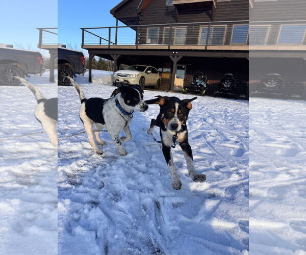 Medium Photo #4 Mutt Puppy For Sale in Garden City, NY, USA