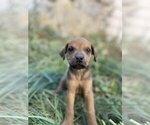 Small Photo #2 Rhodesian Ridgeback Puppy For Sale in PRINCETON, ID, USA
