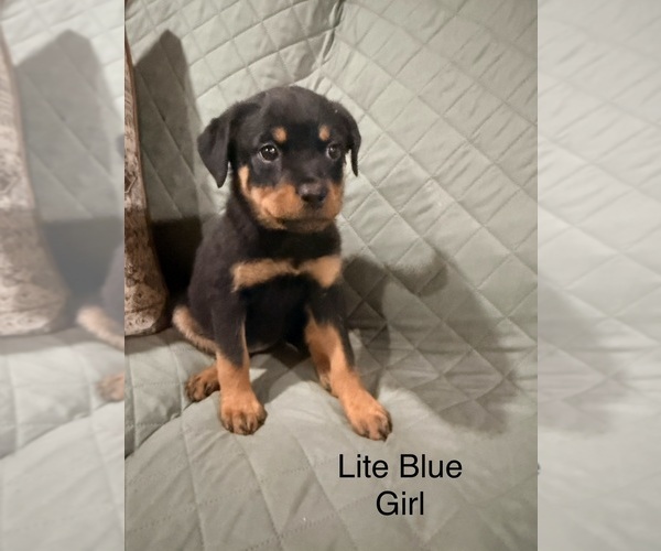 Medium Photo #7 Rottweiler Puppy For Sale in DANVILLE, IL, USA