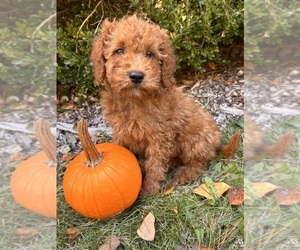 Cockapoo (Toy) Puppy for sale in MIDDLEBURY, IN, USA
