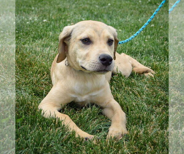 Medium Photo #5 Boxador Puppy For Sale in Huntley, IL, USA