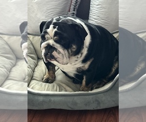 Mother of the Bulldog puppies born on 11/27/2024