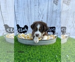 Small Photo #3 Miniature Australian Shepherd Puppy For Sale in WILLISTON, FL, USA