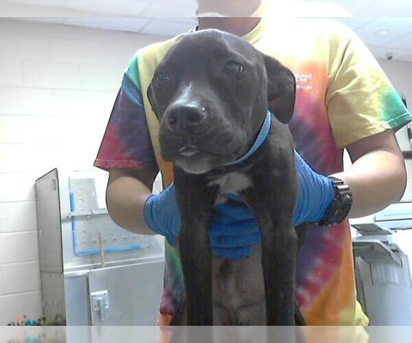 Medium Photo #1 American Pit Bull Terrier-Unknown Mix Puppy For Sale in Fayetteville, NC, USA