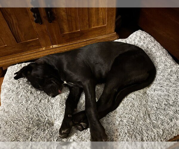 Medium Photo #3 Labrador Retriever-Unknown Mix Puppy For Sale in Aurora, CO, USA