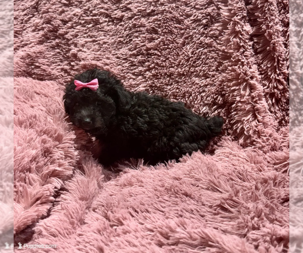Medium Photo #2 Poodle (Toy) Puppy For Sale in BELTON, MO, USA